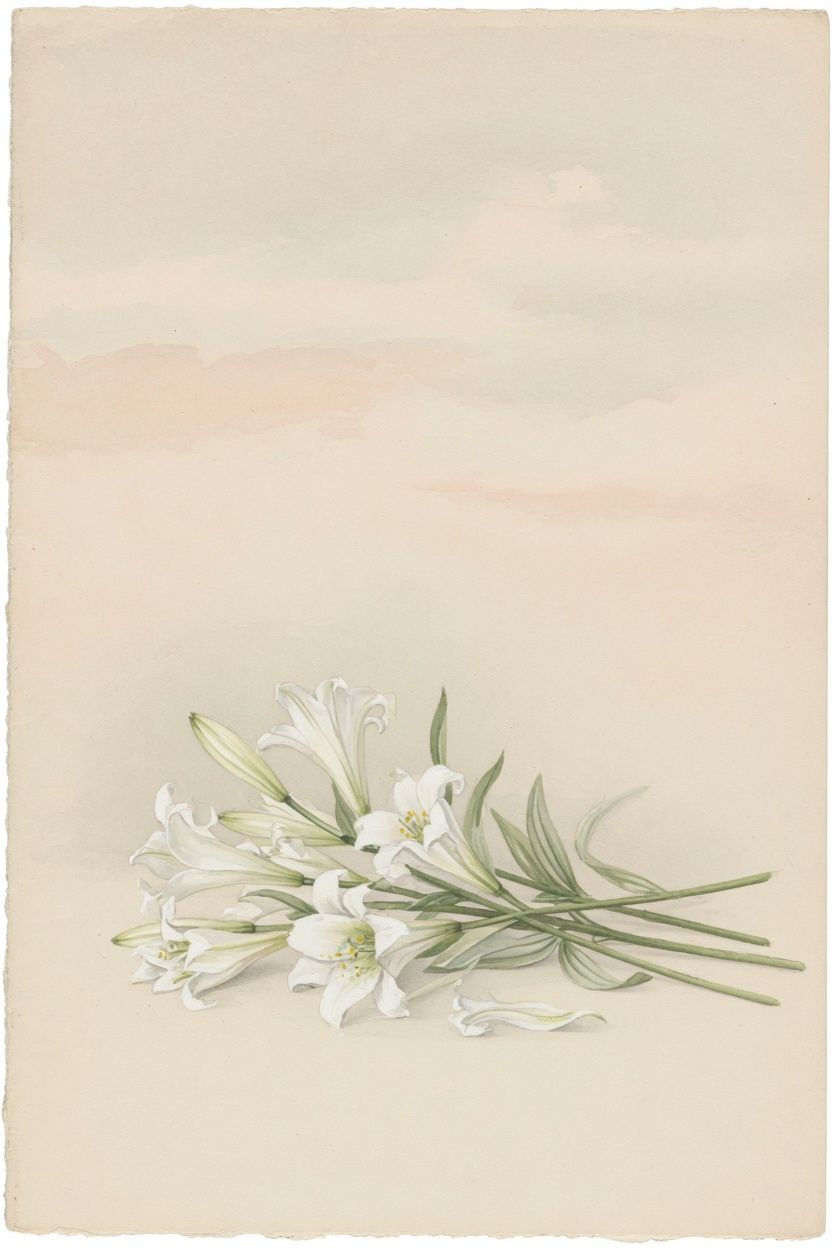 White lily booklet design